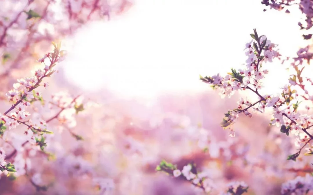 Mandelblütenausschank an den nächsten Wochenenden