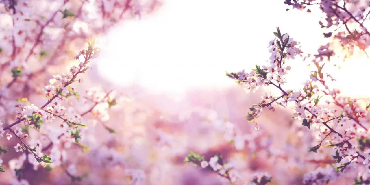 Mandelblütenausschank an den nächsten Wochenenden