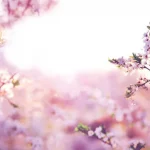 Mandelblütenausschank an den nächsten Wochenenden