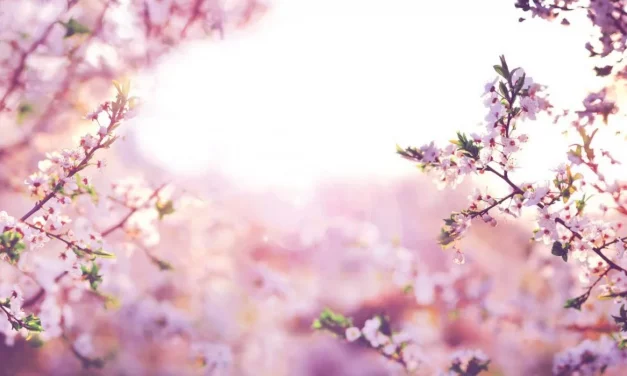 Mandelblütenausschank an den nächsten Wochenenden